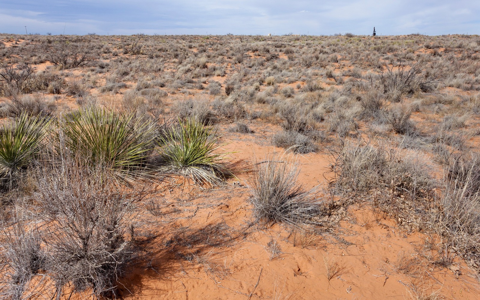 Sell Mineral Rights in Loco Hills, NM